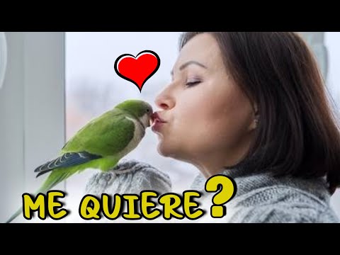 Does your parrot love you? ❤️ Find out! 10 Signs He Loves You ❤️🦜