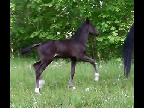 Oldenburger Stutfohlen von Fürsten-Look / Monteverdi / Gribaldi 2016