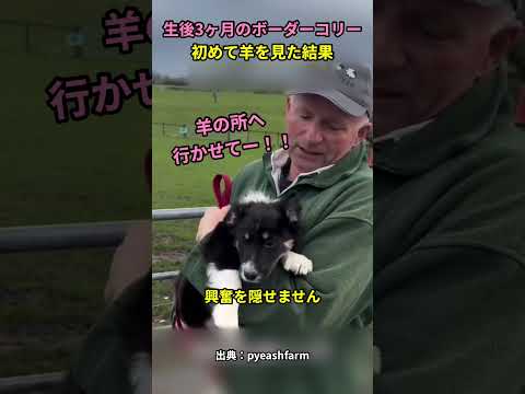 生後3ヶ月のボーダーコリー初めて羊を見た結果#犬 #犬動画 #犬のいる暮らし