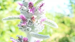 有了它，不出门就可以摸到毛茸茸的羊耳朵——绵毛水苏