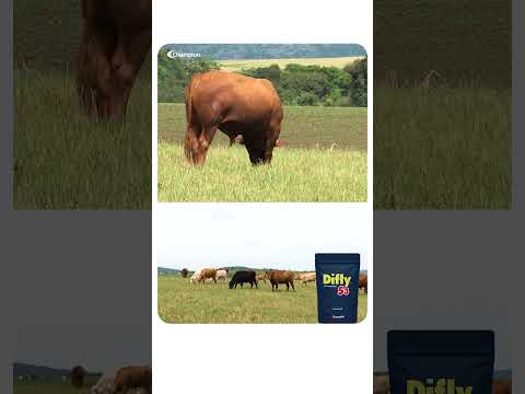 FAZENDA SÃO TOMÉ - CASTRO PR