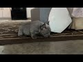 French Bulldog dogs for sale: Brent - Video 1