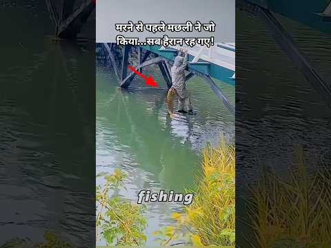 इस मछली ने जाने से पहले जो किया…आपको रुला देगा😢 | Emotional Fish Story #shorts