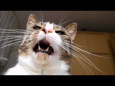 Conversation With Nikita Cat