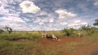 preview picture of video 'Thula Seats airport transfers to Kruger National Park.'