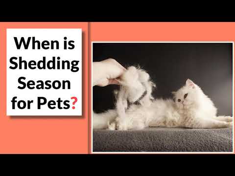 During Which Months Do Pets Shed the Most?