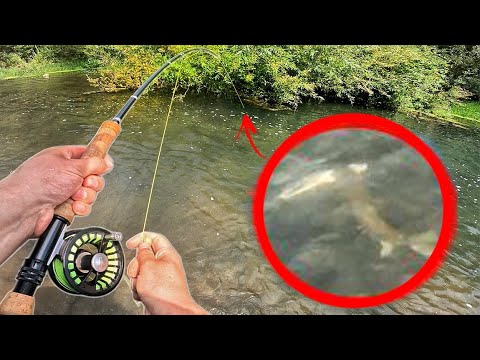 Monster fish swallows my 1 kg trout during the fight! (I catch it!)