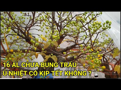 🔴 QBS22347 - NGÀY 16 ÂM CHƯA BUNG TRẤU CÓ KỊP TẾT KHÔNG | KÍCH NỤ MAI VÀNG NỞ ĐÚNG TẾT | KÍCH NỤ MAI