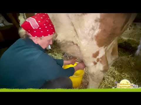 Wie melke ich eine Kuh?