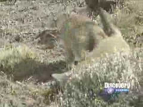 EL ZORRO Y EL CONDOR