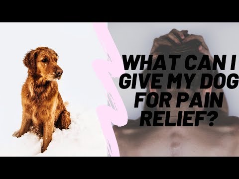 What Can I Give My Dog For Pain Relief?🐶