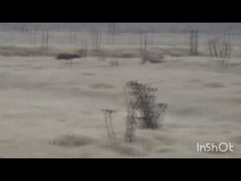 Galgos de Andres 2025 . CARMEN SANTA FE