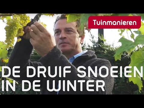 Hoe snoei je de druif? De wintersnoei.