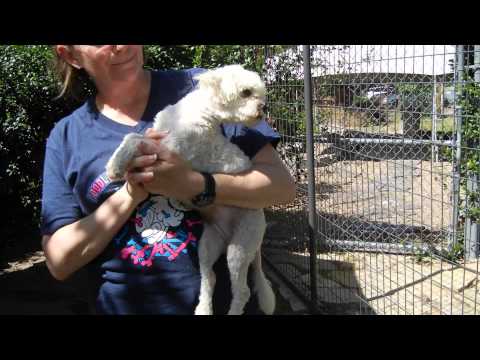 Pee Wee, an adopted Poodle in Houston, TX_image-1