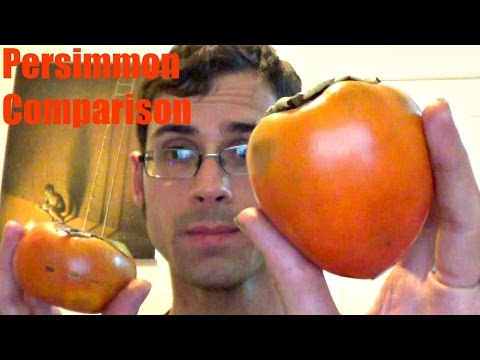 Persimmon comparison - Weird Fruit Explorer Ep. 178