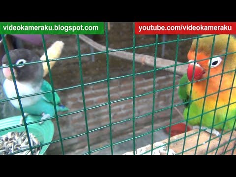2 Hours Lovebird Sounds Live Recording - Clean High Quality Audio V2