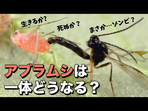鶏に寄生虫がいるかどうかはどうすればわかりますか?これらは決して無視してはいけない7つの症状です。  庭園