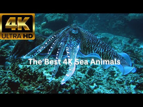 4K Underwater Wonders - The Best 4K Sea Animals for Relaxation - Nature Film