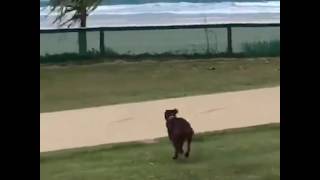 Jumping a fence to get to the beach