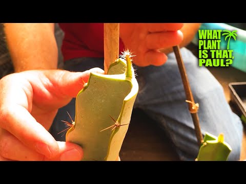 DRAGON FRUIT GRAFTING MEGA MIX ( Flat Graft, Drill Bit Method, Seedling Grafts and More )