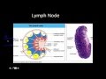 Immunology: Primary and Secondary lymphoid Tissue