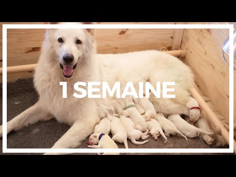 1ère Semaine // Portée "R" 2020 - JOY x MUST OF NICE ANIMALS | OF ETERNAL JOY