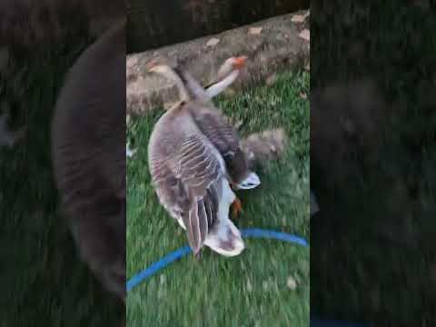 As belezas da roça de Minas Gerais