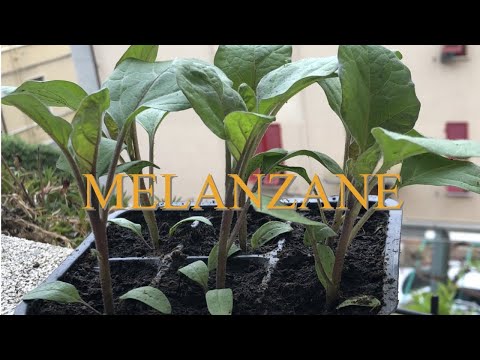 , title : 'melanzane come coltivarle nell'orto familiare 🍆🍆🍆'