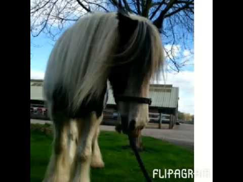 RSPCA Kaylene please can you help find her a home