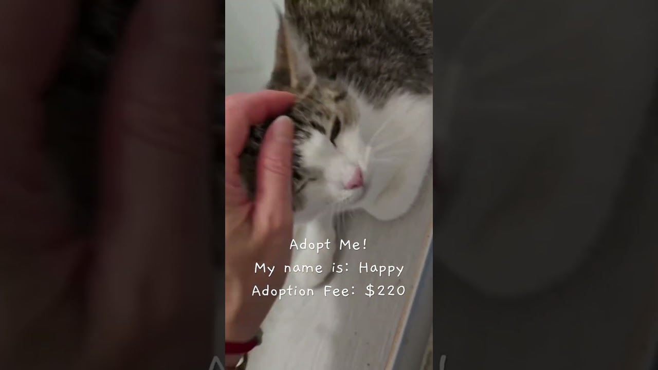 Happy, a ADOPTABLE Domestic Short Hair in Van Nuys, CA video 4/4