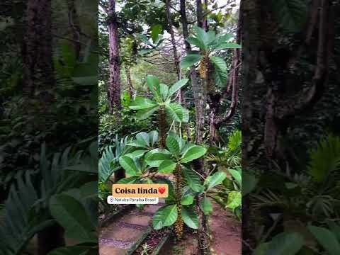 NATUBA PARAÍBA: #shorts