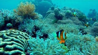 preview picture of video 'Best of Anilao Diving - Mabini - Batangas - Philippines [GoPro HD]'