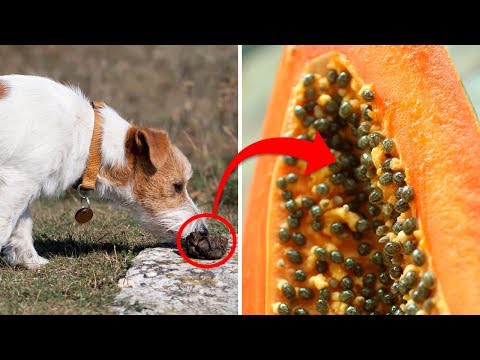 Why Dogs Eat Poop and How to Stop It (Coprophagia)