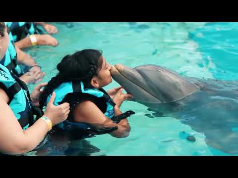 Swim with Dolphins in Punta Cana!