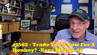 🛎 AT Daily! #1562 🐄 Trade You A Cow For A Donkey?🧣 Bava Metzia 46