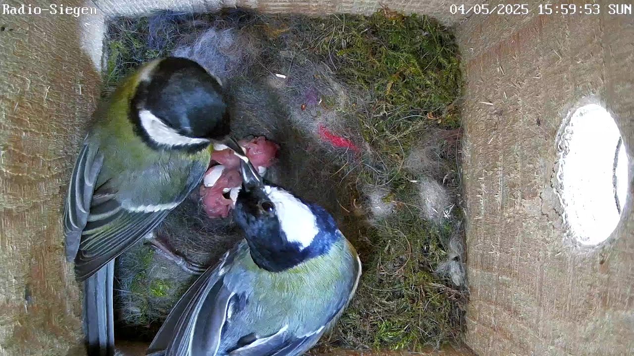 Die ersten Küken bei Radio Siegen schlüpfen! | 04.05.2025