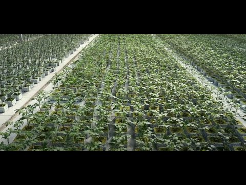 ՍՊԱՅԿԱ|SPAYKA|СПАЙКА