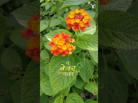 Small Orange Flower Garden | द नेचर लवर (Vertical Video) #relaxingmusic #nature #naturesounds