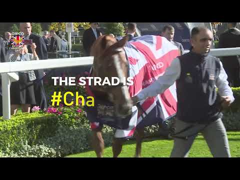 STRADIVARIUS - the King of Stayers👑