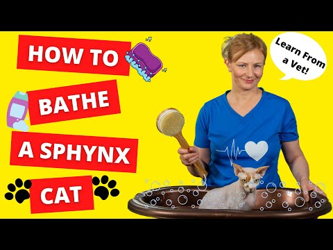 How To BATHE a SPHYNX CAT BY YOURSELF (Vet Demonstrates)