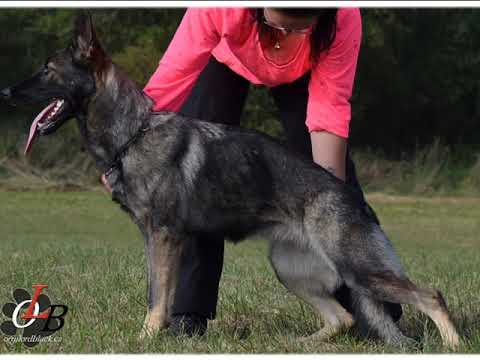 Spirit Orrylordblack (3 years,10months)Protection 1 / 2021