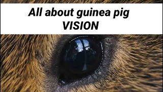 All about guinea pig VISION