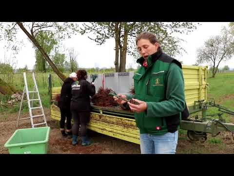 Markgraf von Baden | Reben pflanzen mit Elisabeth | Ein Blick hinter die Kulissen