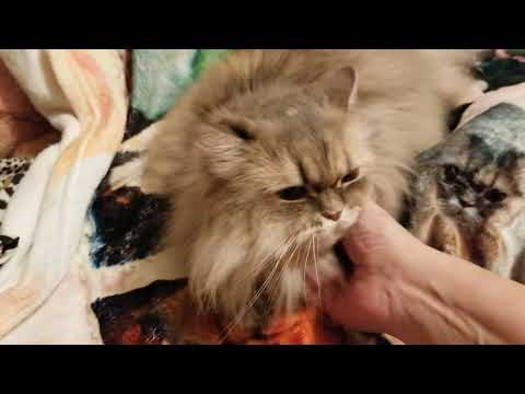 💖 SWEET DREAMS 💖