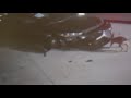 VIDEO Stray Dogs Destroy Cars At Texas Dealership