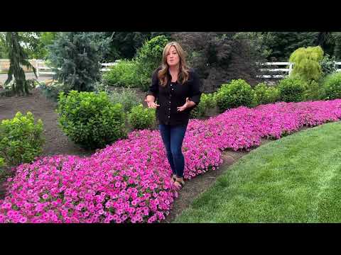 Premium Supertunia Vista plants for sale - Image 2