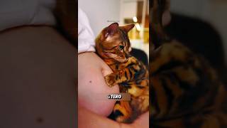 Os gatos são perigosos para mulheres grávidas?