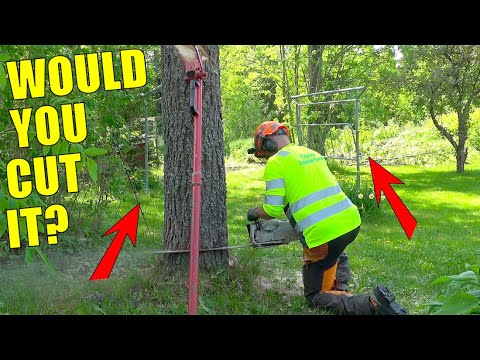 2025 Job 24: Felling a Huge Pine Tree in a Yard With Nowhere to Miss – Would You Try This?