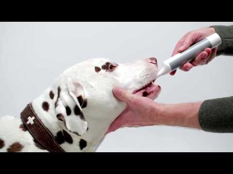 How to clean your dog's teeth & remove tartar – Mira Pet SIlent & vibration free Toothbrush for Dogs