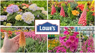 NEW ARRIVALS Lowes Garden Center May 2025 Inventory | Perennials, Annuals, Shrubs, Evergreens
